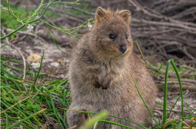 Top 10 Cutest Animals In The World Quokka
