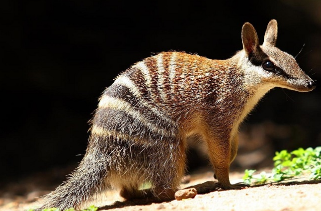 Top 10 Cutest Animals In The World numbats
