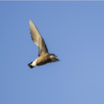Top 10 Fastest Animals in the World White Throated Needletail