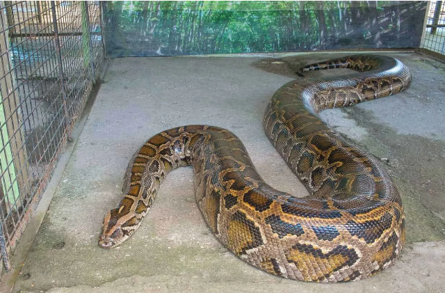Top-10-Longest-Snakes-In-The-World-Reticulated-Python