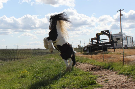 Top 10 Popular Horse Breed In The World Gypsy vanner
