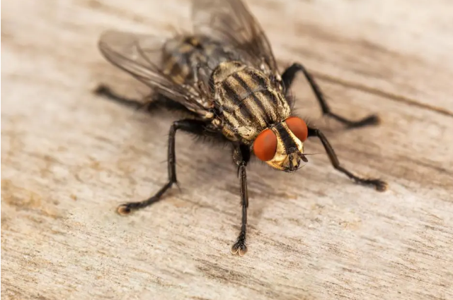 Top 10 Shortest Living Animals In The World -The Houseflies