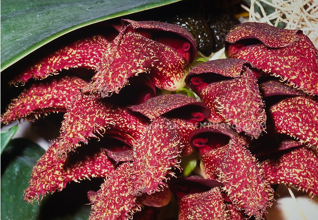 Top-10-Unpleasant-Smelling-Flowers-In-The-World-Bulbophyllum-phalaenopsis