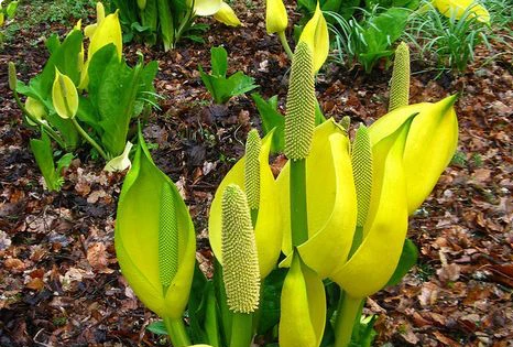 Top 10 Unpleasant Smelling Flowers In The World Western Skunk Cabbage