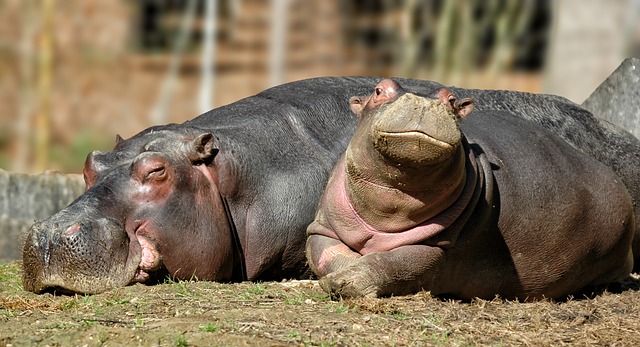  hippopotamus top 11 tallest terastrial animals in the world.