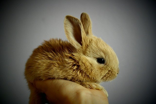 rabbit-top10-smallest-animals-in-the-world.