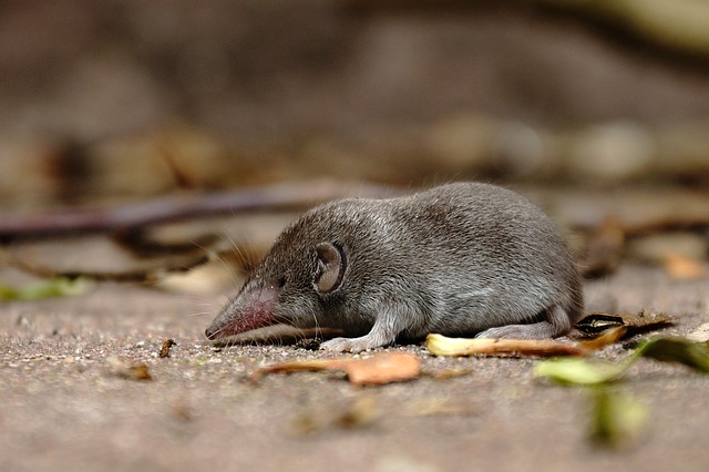 Shrew Top10 Smallest Animals In The World 