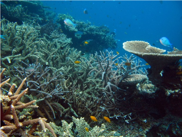 top-10-largest-coral-reefs-in-the-world-Great Chagos Bank