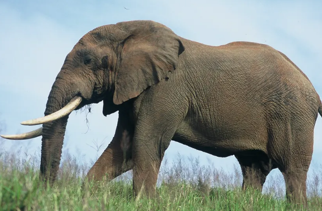 top 10 longest living animals in the world afican eliphant