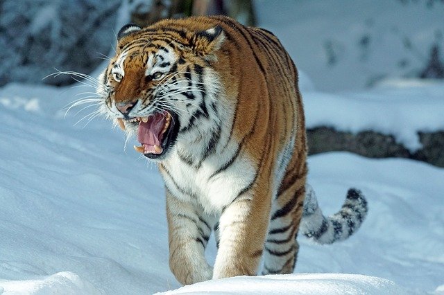 Siberian tiger Top 10 Dangerous Cat Family Members In The World