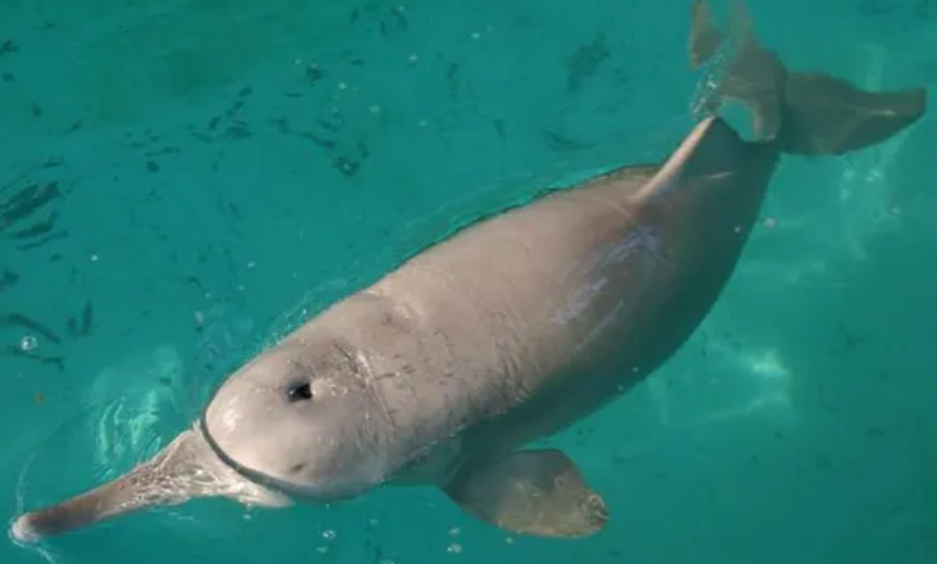 Top 10 Extinct Animals In The World Baiji River Dolphin