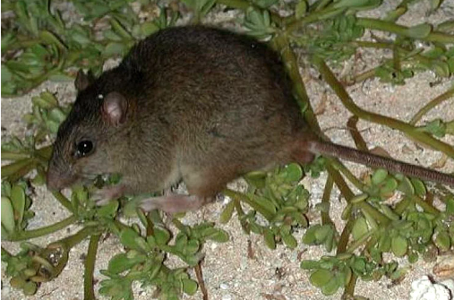 Top 10 Extinct Animals In The World Bramble Cay melomys