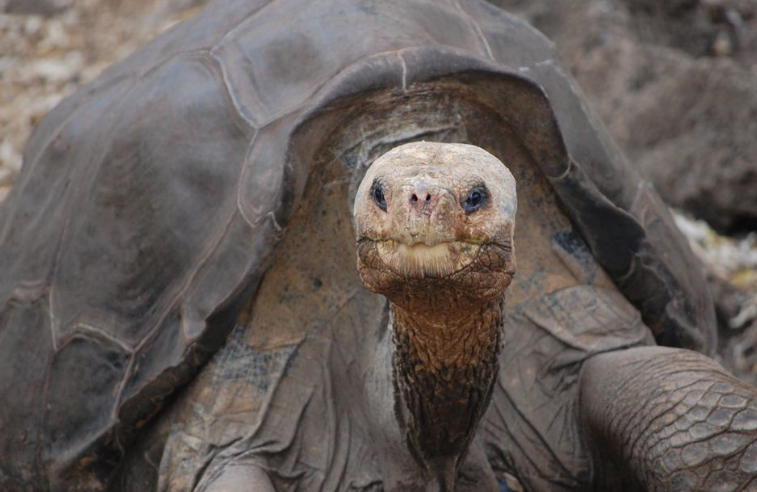 Top 10 Extinct Animals In The World Pinta Giant Tortoise