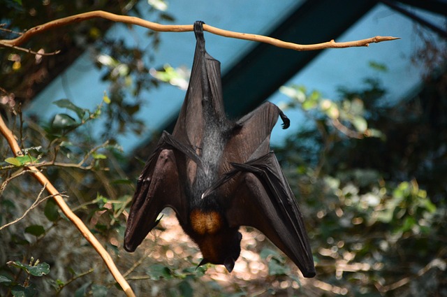 Top 10 Extraordinary Sensory Animals In The World bat