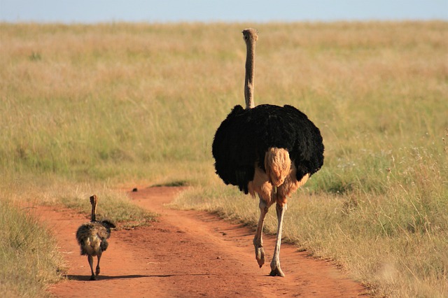 Top 10 Largest Living Birds In The World ostrich