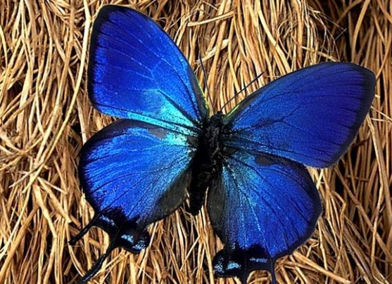 Top 10 Most Beautiful Butterflies In The World Crowned hairstreak Butterflies