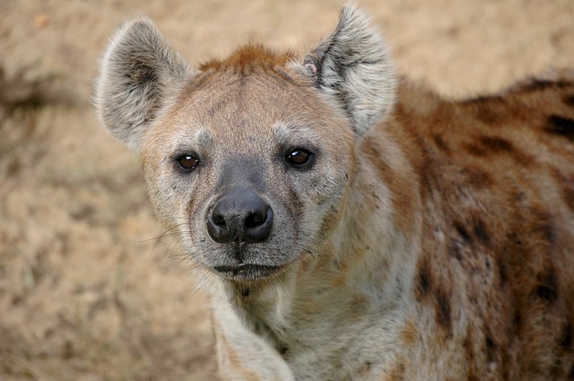 Top 10 Most Powerful Animal Bites on the Planet sptted hyena