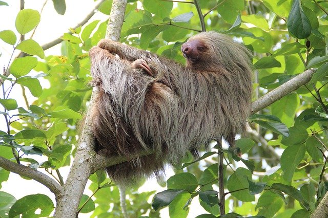 Top 10 Slowest Animals In The World sloth