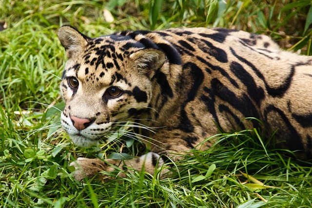 top 10 Dangerous Cat Family Members In The World Clouded Leopard