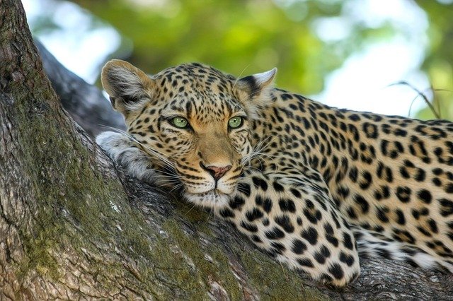 top 10 Dangerous Cat Family Members In The World leopard