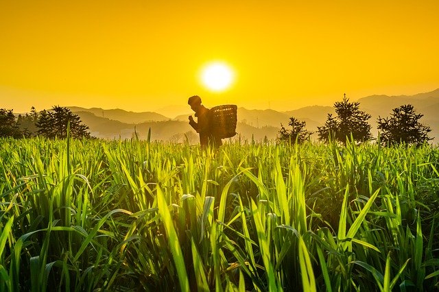 Top 10 Organic Food Producing Nations Worldwide 2022 China